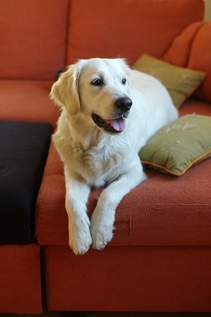 Curatare canapele, coltare si fotolii